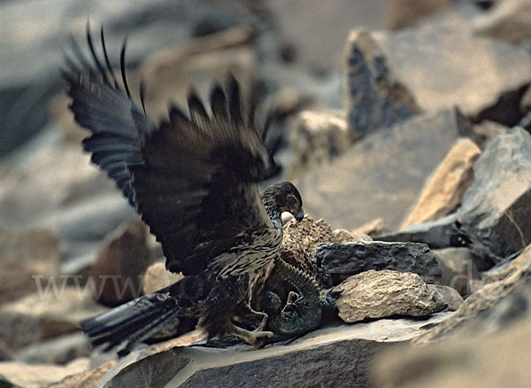 Habichtsadler (Aquila fasciata)