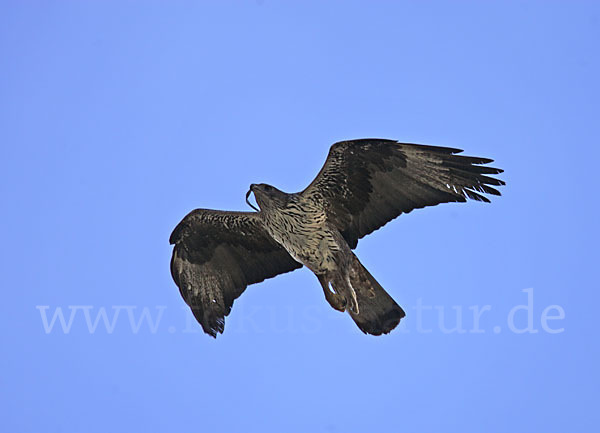 Habichtsadler (Aquila fasciata)