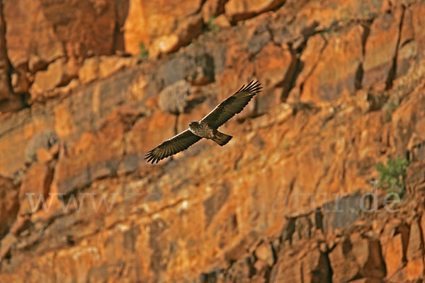 Habichtsadler (Aquila fasciata)