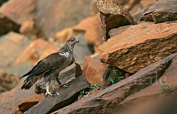 Habichtsadler (Aquila fasciata)