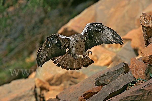 Habichtsadler (Aquila fasciata)