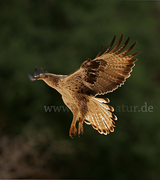 Habichtsadler (Aquila fasciata)