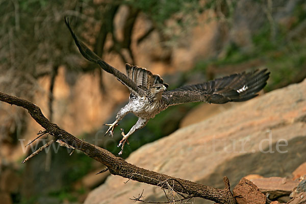 Habichtsadler (Aquila fasciata)