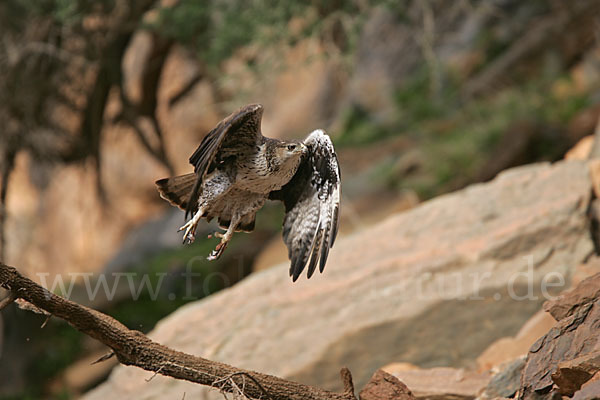 Habichtsadler (Aquila fasciata)