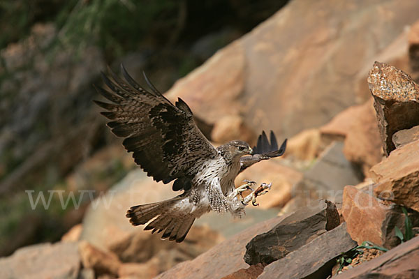 Habichtsadler (Aquila fasciata)