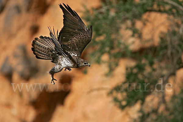 Habichtsadler (Aquila fasciata)