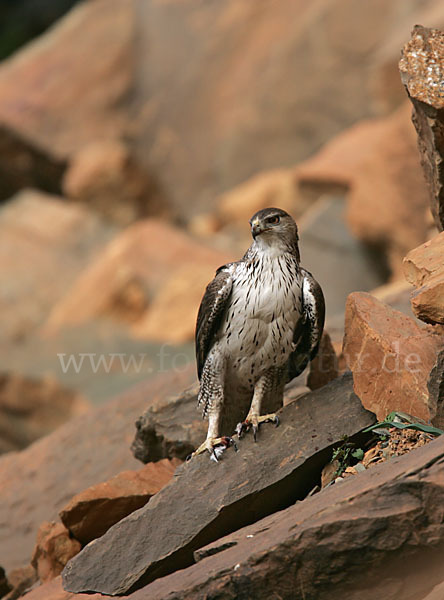 Habichtsadler (Aquila fasciata)