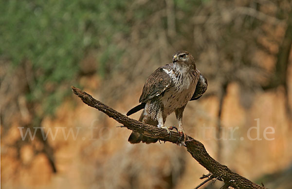 Habichtsadler (Aquila fasciata)