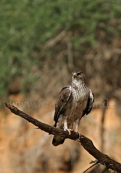 Habichtsadler (Aquila fasciata)