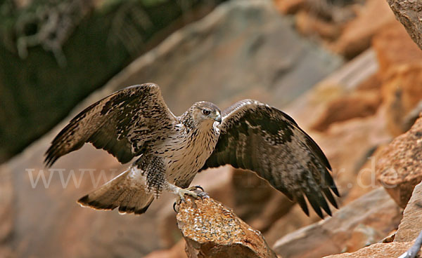 Habichtsadler (Aquila fasciata)