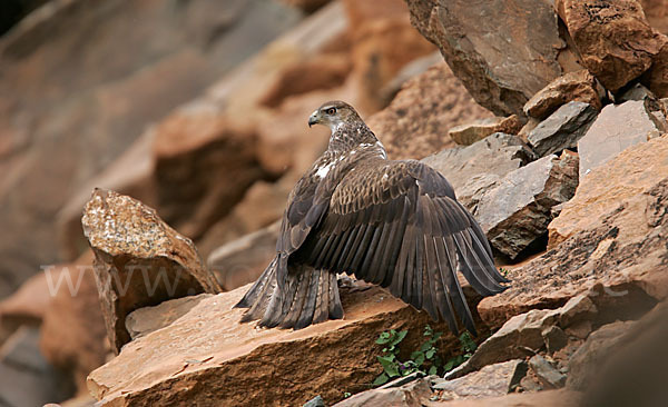 Habichtsadler (Aquila fasciata)