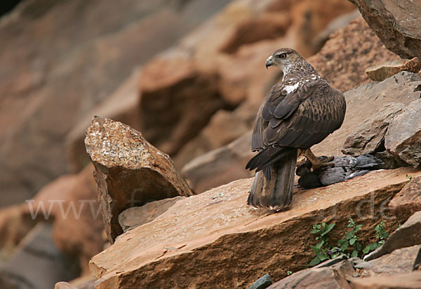 Habichtsadler (Aquila fasciata)