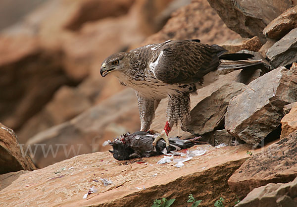 Habichtsadler (Aquila fasciata)