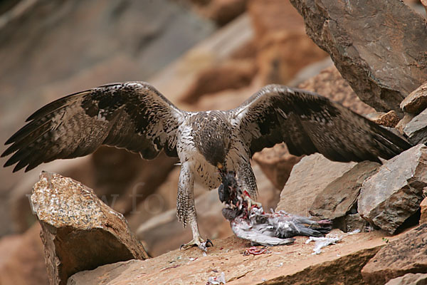 Habichtsadler (Aquila fasciata)