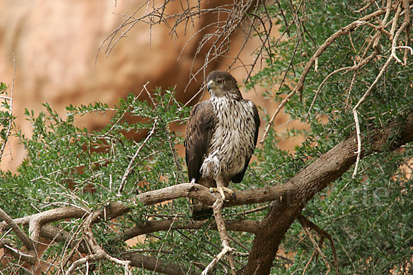 Habichtsadler (Aquila fasciata)