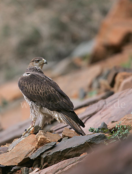 Habichtsadler (Aquila fasciata)