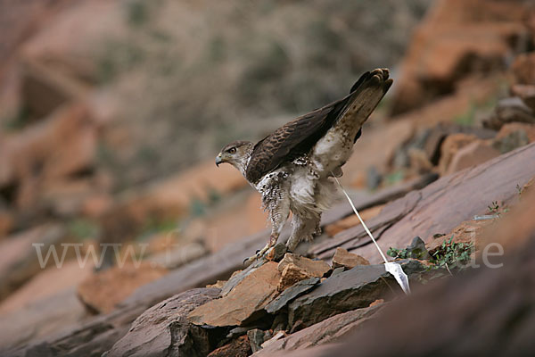 Habichtsadler (Aquila fasciata)