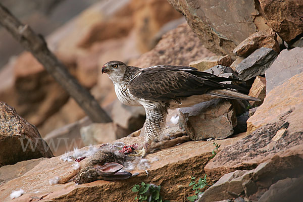 Habichtsadler (Aquila fasciata)