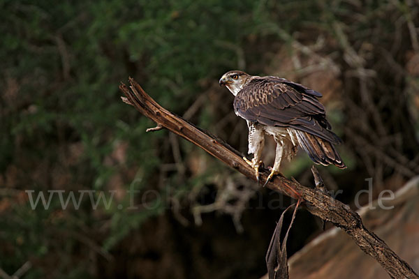 Habichtsadler (Aquila fasciata)