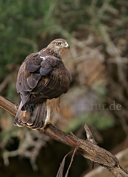 Habichtsadler (Aquila fasciata)