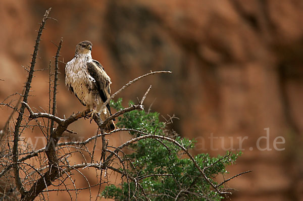 Habichtsadler (Aquila fasciata)