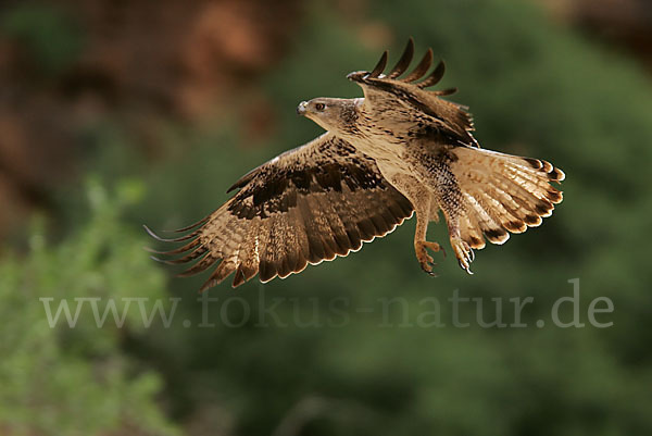 Habichtsadler (Aquila fasciata)