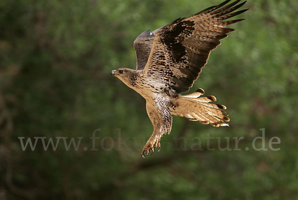 Habichtsadler (Aquila fasciata)