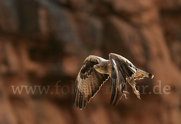 Habichtsadler (Aquila fasciata)