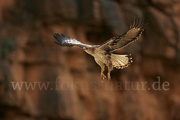 Habichtsadler (Aquila fasciata)