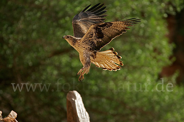 Habichtsadler (Aquila fasciata)