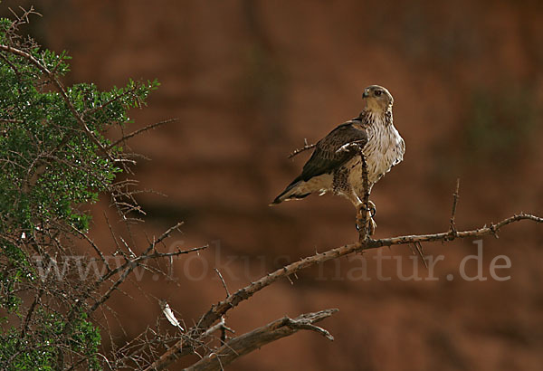 Habichtsadler (Aquila fasciata)