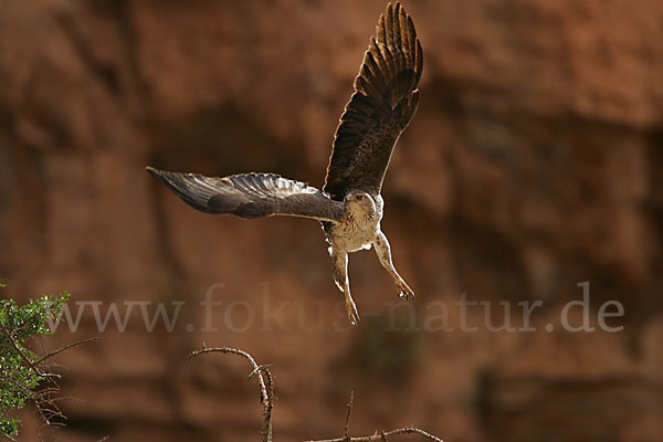 Habichtsadler (Aquila fasciata)