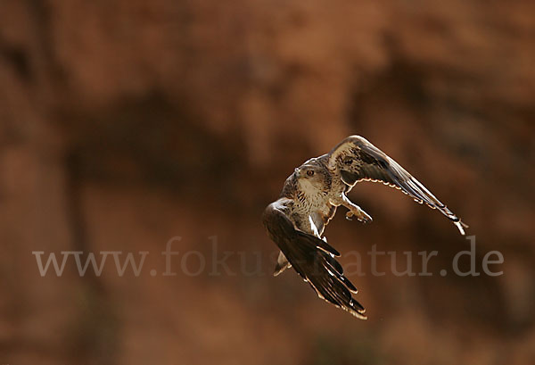 Habichtsadler (Aquila fasciata)