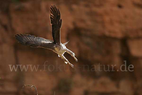 Habichtsadler (Aquila fasciata)