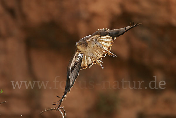 Habichtsadler (Aquila fasciata)