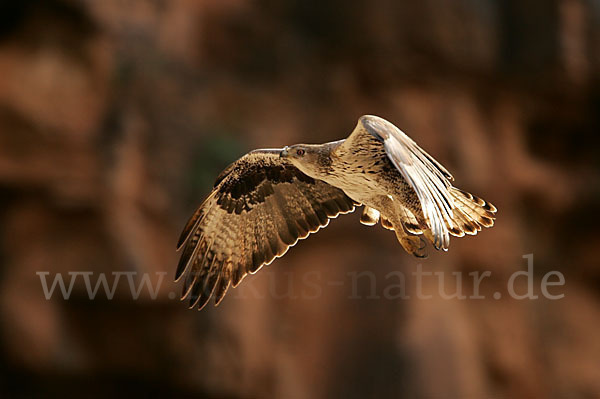 Habichtsadler (Aquila fasciata)