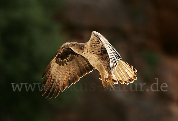 Habichtsadler (Aquila fasciata)