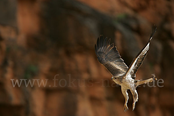 Habichtsadler (Aquila fasciata)