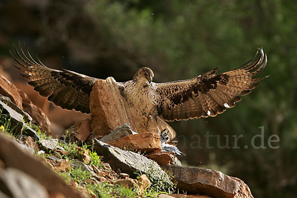 Habichtsadler (Aquila fasciata)