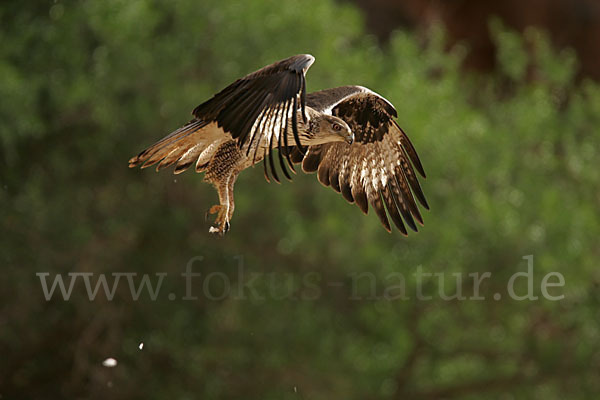 Habichtsadler (Aquila fasciata)