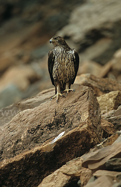 Habichtsadler (Aquila fasciata)