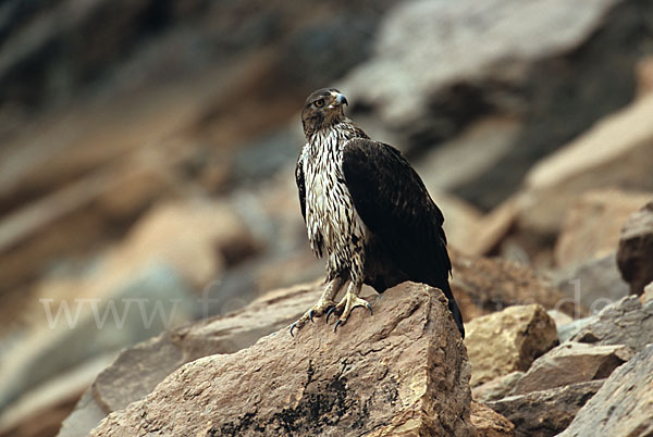 Habichtsadler (Aquila fasciata)