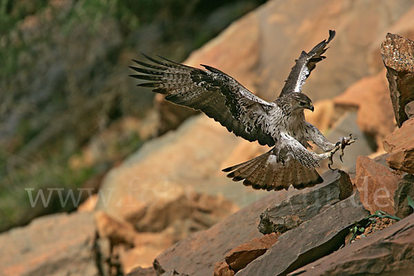 Habichtsadler (Aquila fasciata)