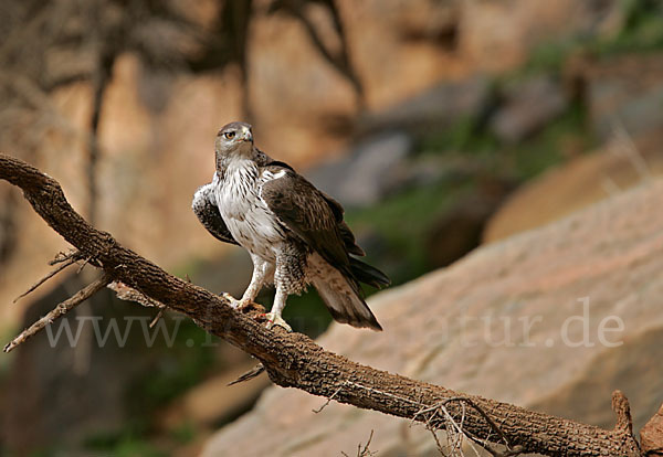 Habichtsadler (Aquila fasciata)