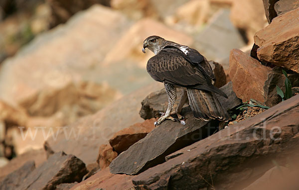 Habichtsadler (Aquila fasciata)