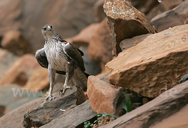 Habichtsadler (Aquila fasciata)