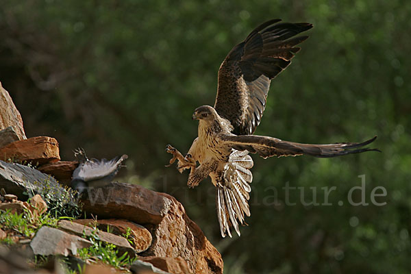 Habichtsadler (Aquila fasciata)