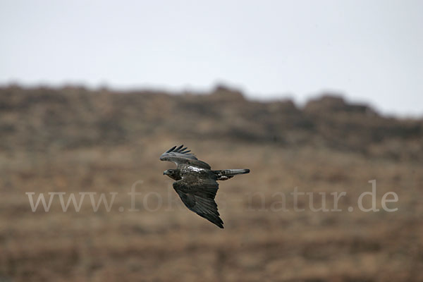 Habichtsadler (Aquila fasciata)