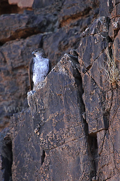 Habichtsadler (Aquila fasciata)