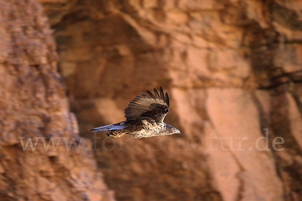 Habichtsadler (Aquila fasciata)